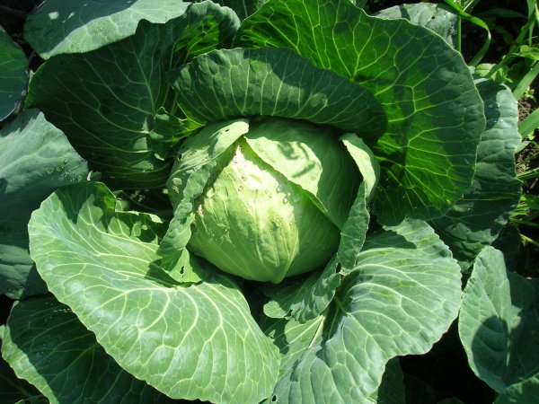 Brassica AGATHANA