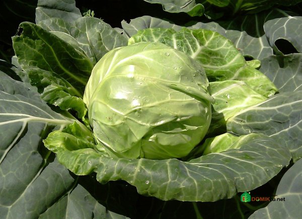 Капуста сорт Амазон