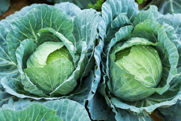 Капуста белокочанная Урожайная