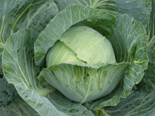 Капуста фото