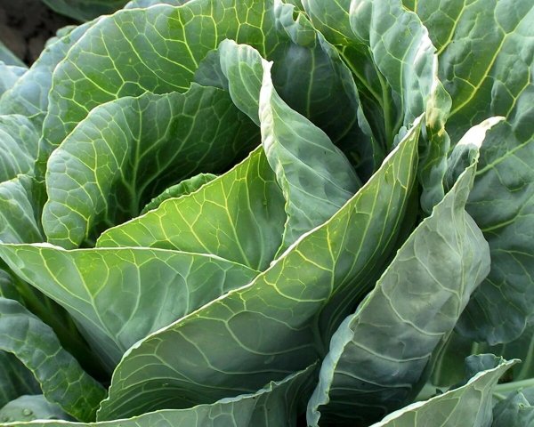 Капуста Редженси