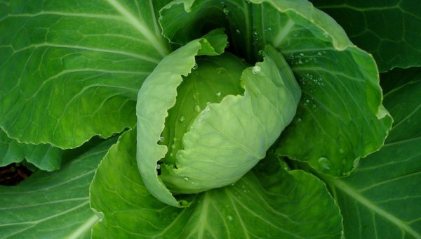 Капуста белокочанная Парел f1