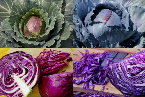 Капуста белокочанная поле