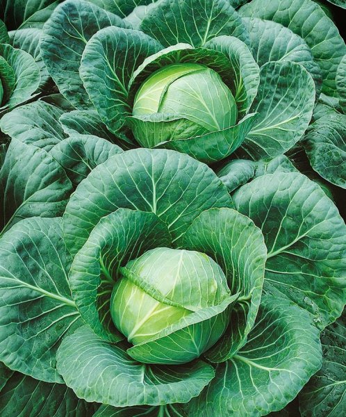 Капуста белокочанная Альба