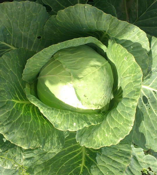 Масляный салат растение