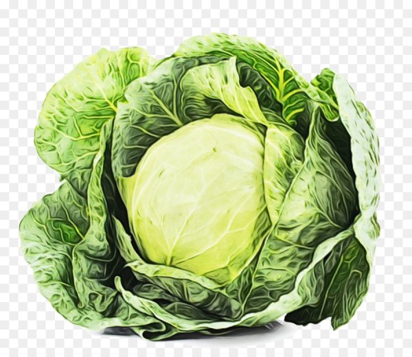 Капуста Огородная — Brassica oleracea l