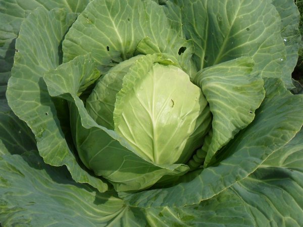 Капуста сорт Слава