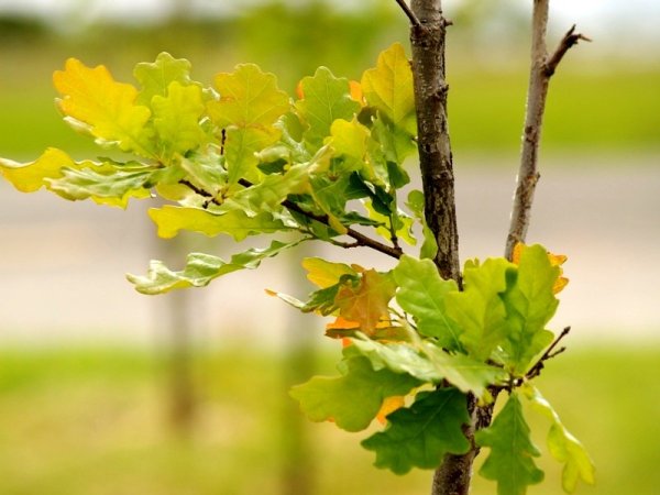 Народный праздник Устинов день