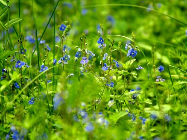 Устинов день