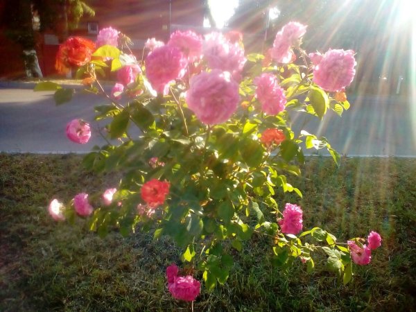 14 Июня - Устинов день ветер