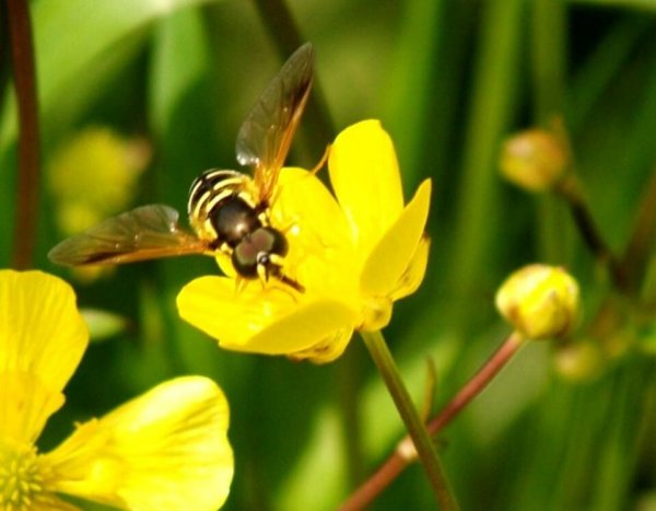Фото - Устинов день