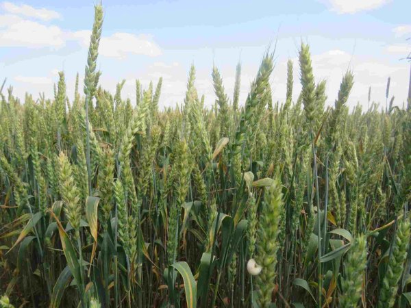 14 Июня праздник народный