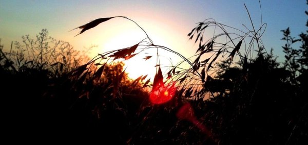 Осенняя роса