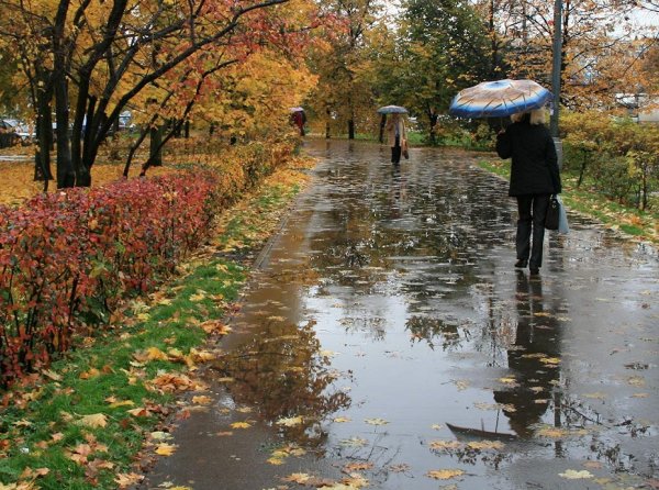 Осень дождь