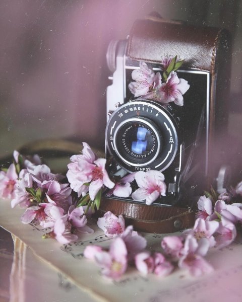 Фотоаппарат в цветах