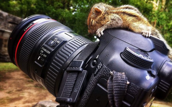 Фотик с цветами