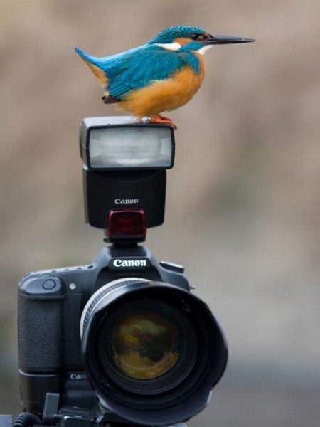 Фотоаппарат и цветы