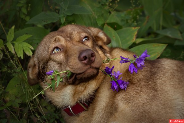 Красивая дворняга в цветах