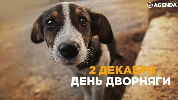 День дворняжки