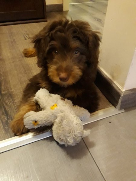 День дворняжки