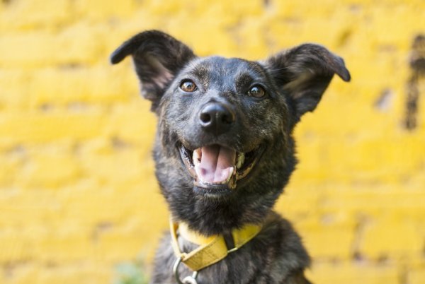 Счастливая дворняжка