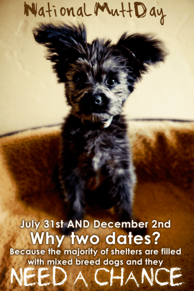 День дворняжки