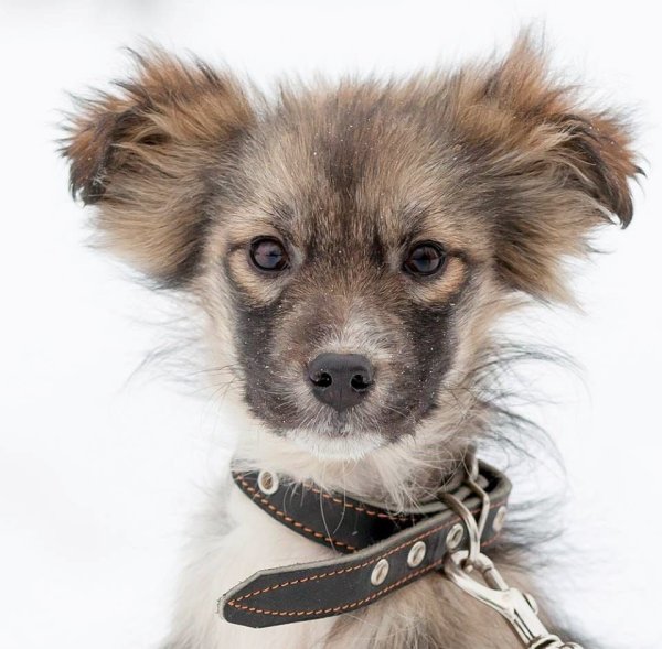 День дворняги