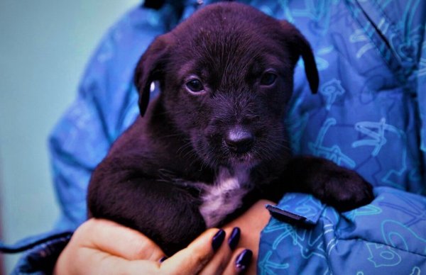 Международный день дворняжки