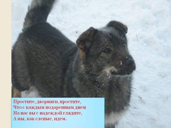 День дворняги