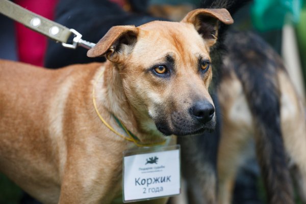 Дворняжка из приюта