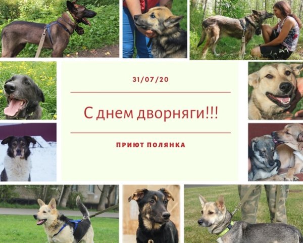 День дворняги