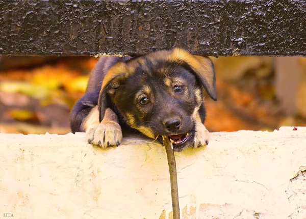 День дворняжки