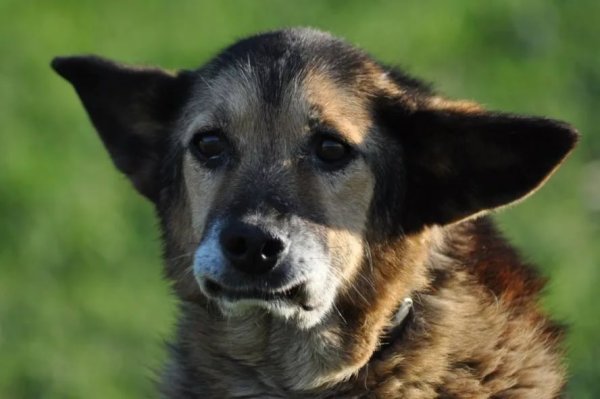 Собачий взгляд