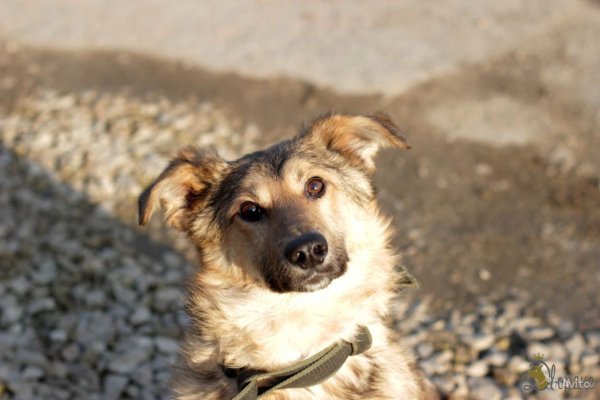 Дворняга в городе