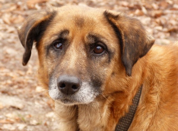 Грустная дворняга