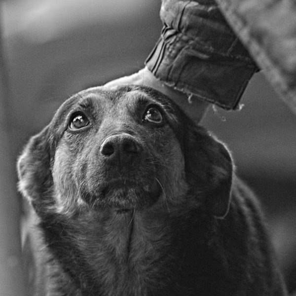 Пугающий взгляд собаки