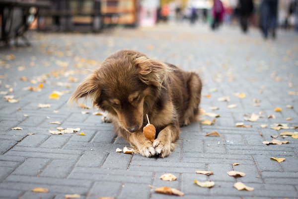 Бездомные собаки очень красивые