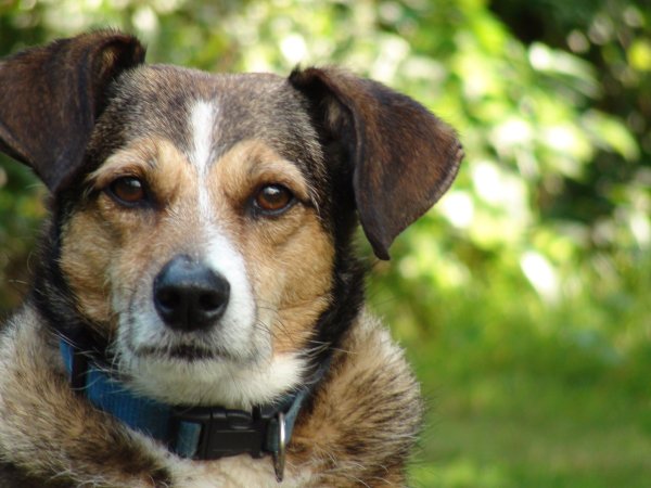 Звук собаки