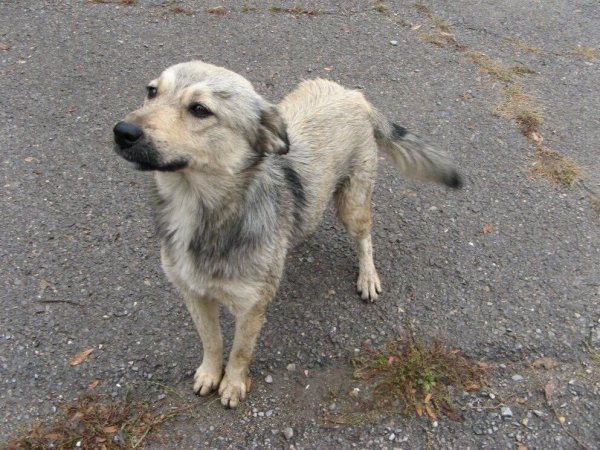 Пёс Берта дворняга