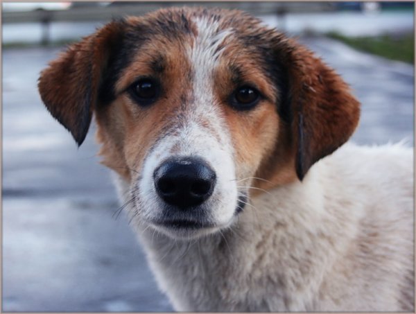 Глаза собаки дворняжки