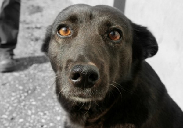 Злая дворняжка