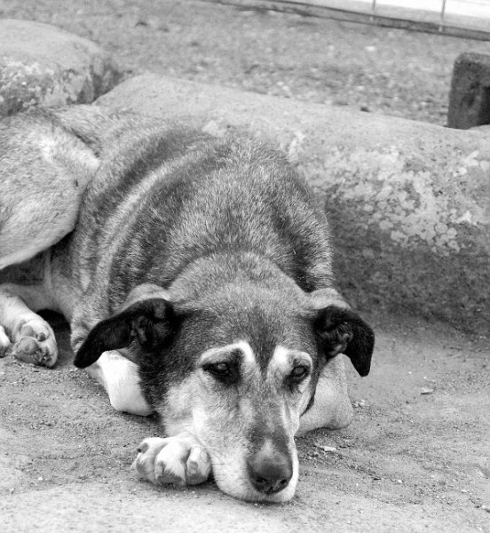 Дворняга Рокки