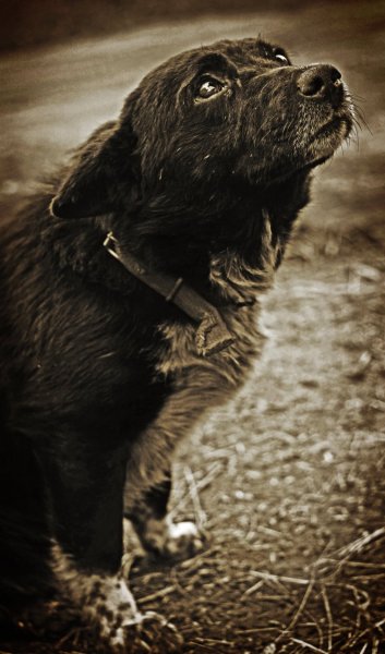 Бездомный пес