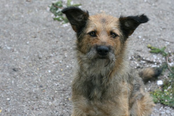 Дворняжка бездомная