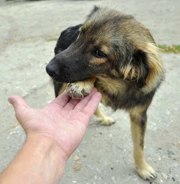 Дворняжка бездомная