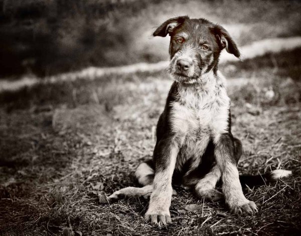 Старая дворняга