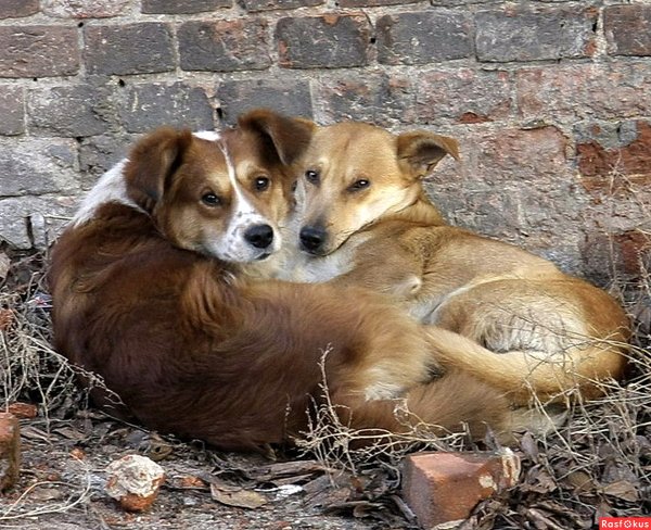Животные дворняжки