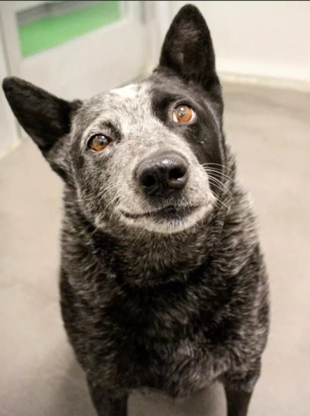 Смешная дворняга