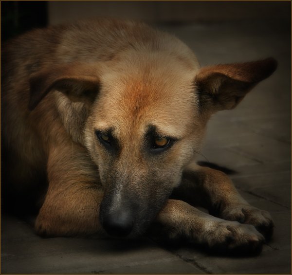 Собака плачет