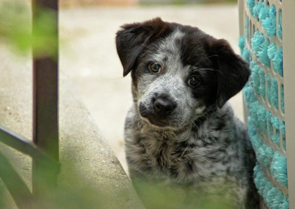 Пес Бездомный красивый